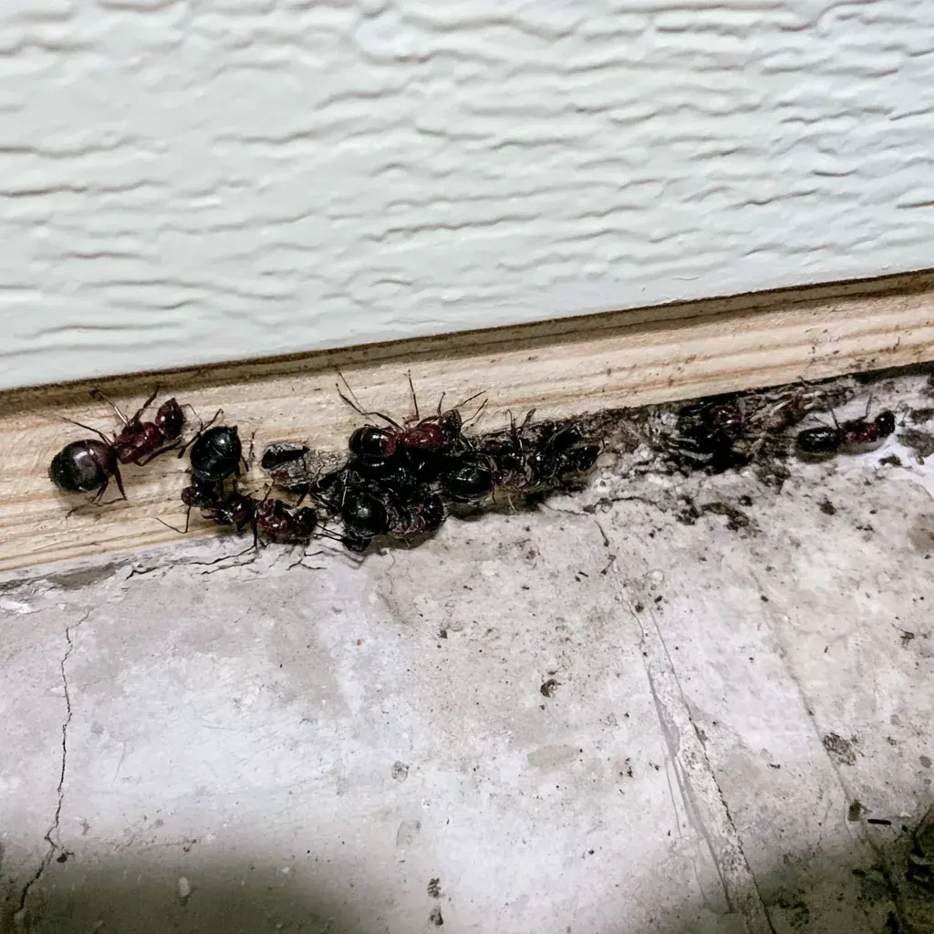 Termites or Carpenter Ants in Frederick, MD