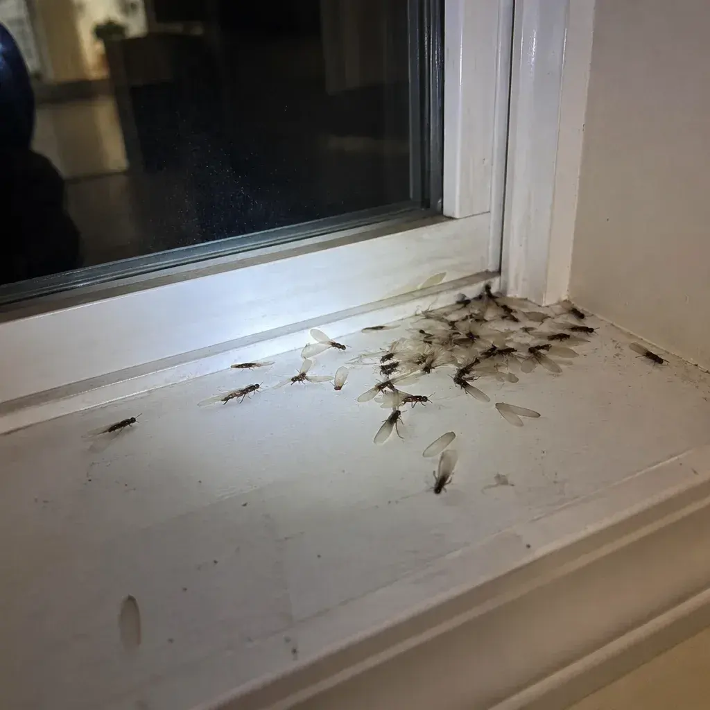Termite warning signs in Frederick, MD