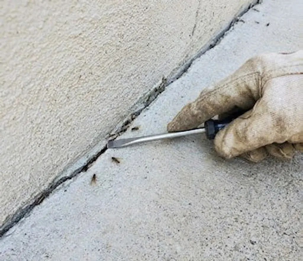 Termite control services in Frederick, MD