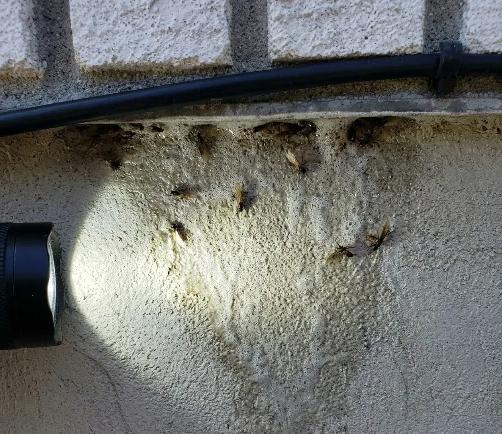 Termite Swarmers Indoors termite inspection in Frederick, MD